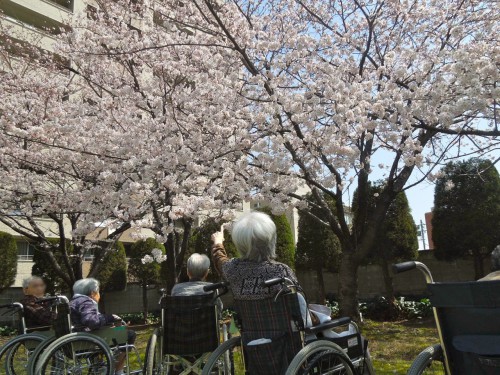 桜に見とれるご利用者たち。（クリックで拡大）