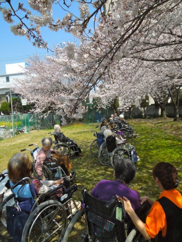 青空の下、桜の花たちと戯れる。（クリックで拡大）