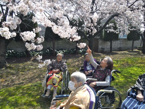 名残惜しくて最後までとどまったサクラ娘たち。（クリックで拡大）